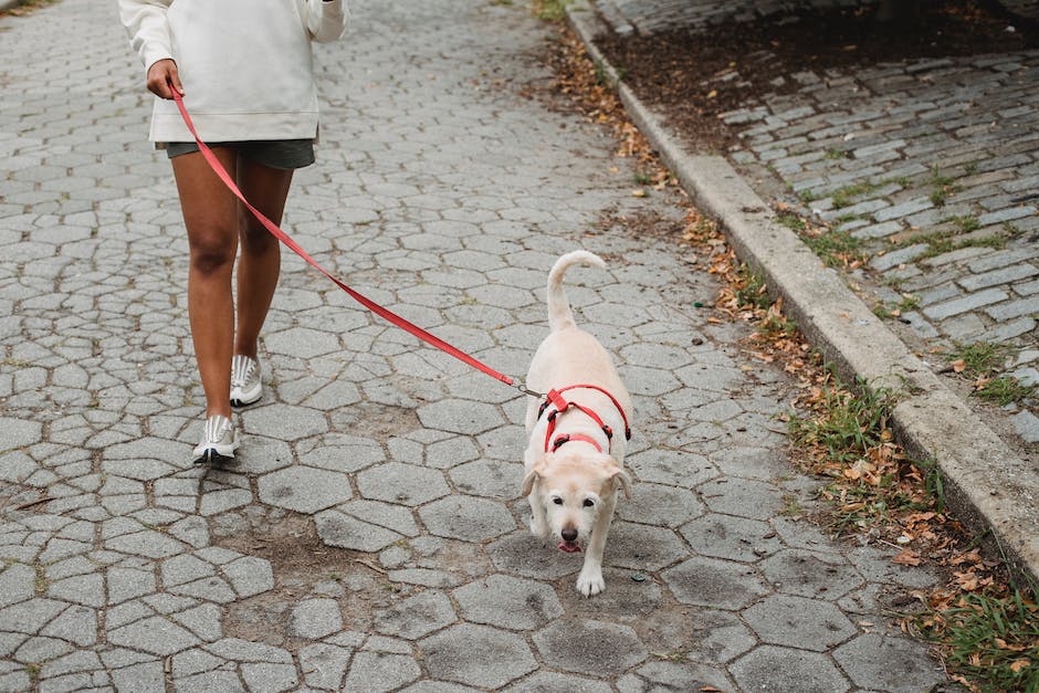  Mit Hund spazieren gehen in der Nähe - ein Foto